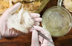 Cảnh giác với yến sào trôi nổi dịp Tết